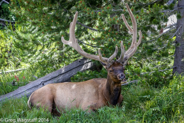 Regal Bull Elk