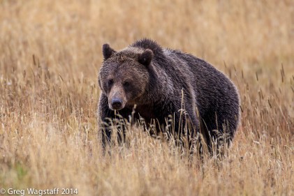 Grizzly Tales-16