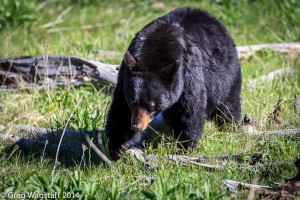 Grizzly Tales-6