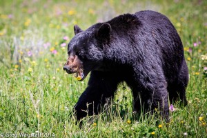 Grizzly Tales-8